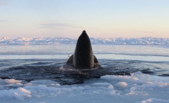 Παγιδευμένες φάλαινες στον πάγο