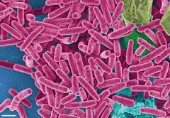 «Θαλάσσιο» αντιβιοτικό στη μάχη εναντίον των μικροβίων