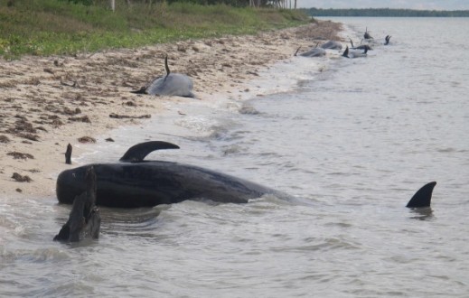 Νεκρές 10 φάλαινες στη Φλόριντα που βγήκαν στα ρηχά