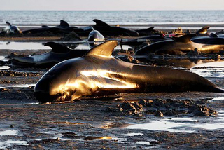 Μαζική αυτοκτονία φαλαινών σε ακτή της Ν. Ζηλανδίας