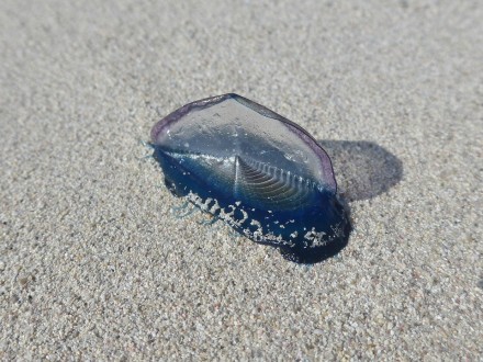 jellyfish-