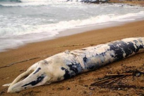Κυπαρισσία: Ξεβράστηκε πτεροφάλαινα στις ακτές