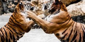 Η λυσσαλέα μάχη από δύο τίγρεις (βίντεο)