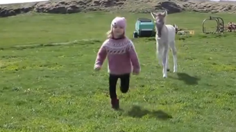 Κοριτσάκι παίζει με νεογέννητο άλογο (Video)
